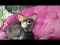 1on1 Time With New Rescue Fox Sophie