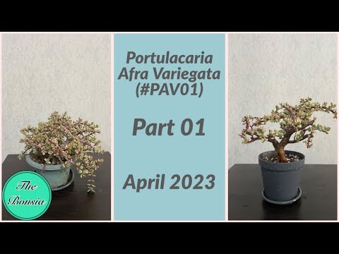 Repotting Variegated Spekboom (#PAV01, Part01) April 2023