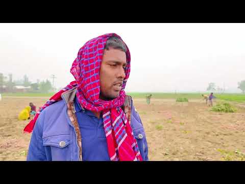 গাইবান্ধার চর এলাকায় বারি মিষ্টিআলু চাষে সফলতার গল্প