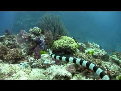 download lagu mp3 mp4 Serpiente De Agua Salada, download lagu Serpiente De Agua Salada gratis, unduh video klip Serpiente De Agua Salada