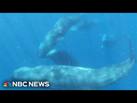 Harvard researchers study how to communicate with whales