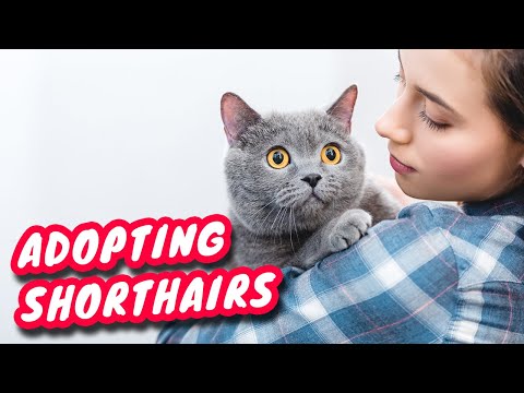 Tips For Adopting Shorthair Cats!