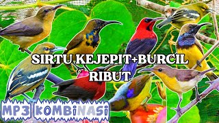 Download lagu MP3 SUARA PIKAT SIRTU KEJEPIT KOMBINASI BURCIL RIBUT😱‼️ mp3 Download lagu MP3 SUARA PIKAT SIRTU KEJEPIT KOMBINASI BURCIL RIBUT😱‼️ mp3