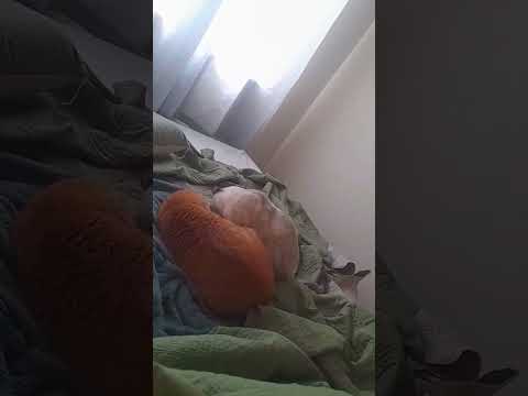 o verdadeiro amor sem maldade está nesse carinho😍