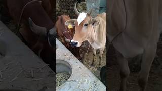 Download lagu Mooo - Cow Sounds #shortviral #videoviral #animalviral mp3