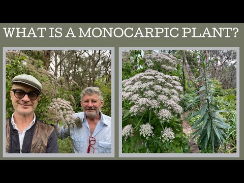 What is a monocarpic plant and why should we be growing them!?