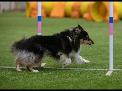 JANKK agilitykisa 19.3.2022