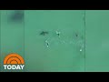 Caught On video: Great White Shark Swims Near Group Of Surfers | TODAY