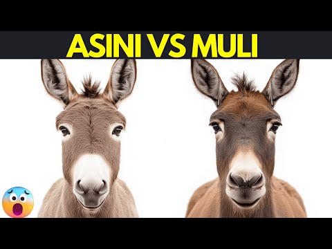 What is the difference between a donkey and a mule?