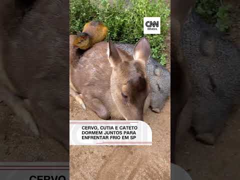 Cervo, cutia e cateto dormem juntos para enfrentar frio em São Paulo