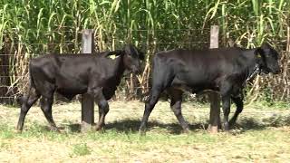 Vídeo 30 - 3º LEILÃO ANUAL SÍTIO UNIÃO | GADO HOLANDÊS HVB E HPB GC1 A GC6