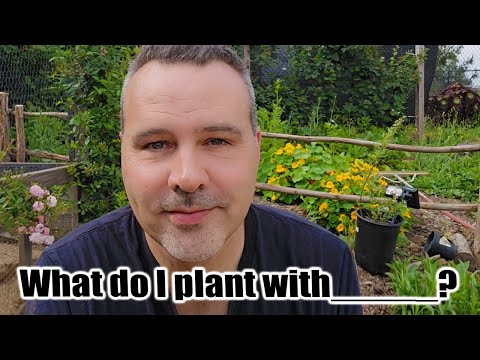Companion Planting the Vegetable Garden & Tomato Challenge Update