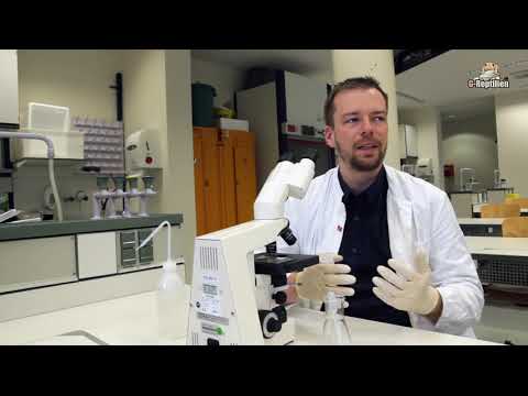 Leopardgecko Tutorial Teil 9 - Parasiten