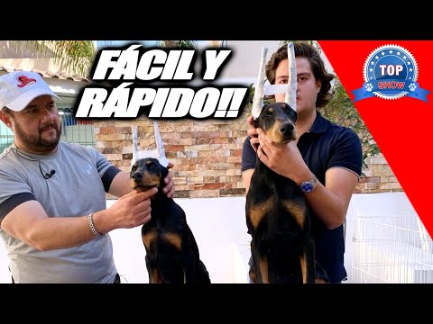 ¿CÓMO APOSITAR LAS OREJAS DE MI DOBERMAN ?