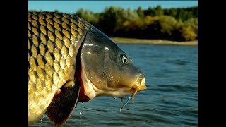 Все о рыбалке на кураховском водохранилище