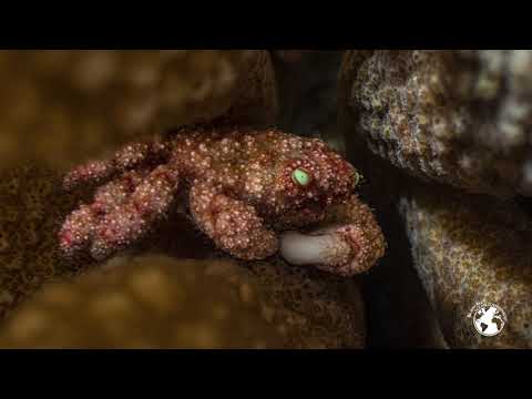 Great Hammerhead Shark – Tamataroa Ep.11 - Rangiroa's forgotten beings – Blancpain