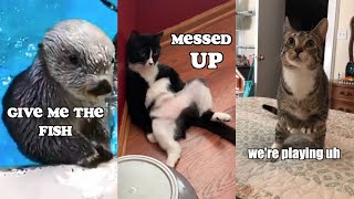 Funny Animal Voiceover Compilation Part 4 @klrdubs TikTok