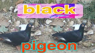 👉 no 1 flying pigeon  video ll দেশি কবুতরের ভিডিও ll  black pigeon video ll