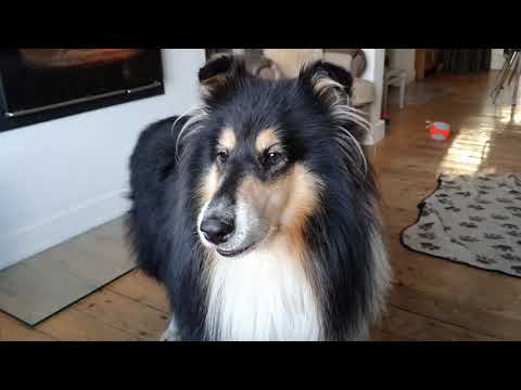 Rough Collie bullies me out of my chair