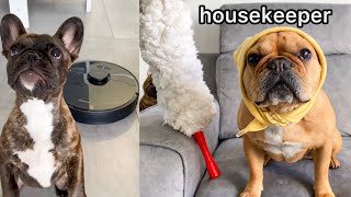 Dog Decides To Be A Housekeeper / Robot Vacuum Reaction