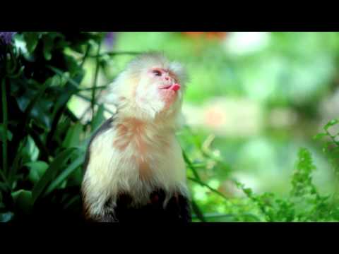 Katy Perry vs May D - Gat Me high Roar (Vocalteknix Mashup)