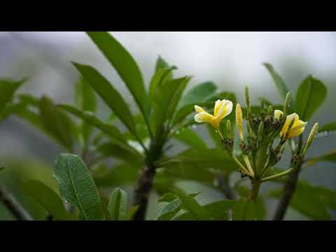 Relaxing Video:  Soothing Rain and Plumeria Flowers (Long Version) | No Music