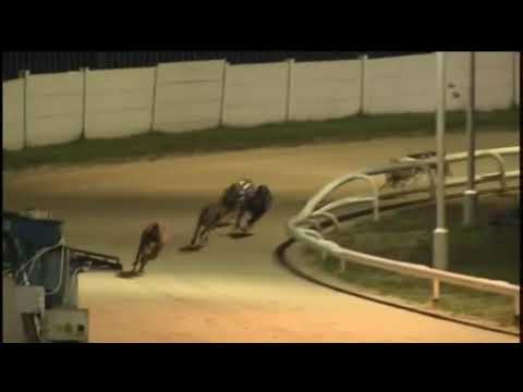 BGBF British Bred Northern Plate Heat 4 - Down To The Felt