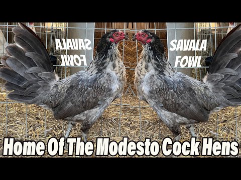 Beautiful Hennie Savala Gamefowl