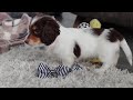 Miniature Dachshund dogs for sale: Charlie - Video 1