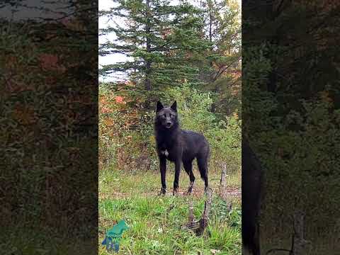 Stunning black wolf in northern Minnesota