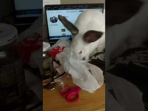 Beelzebub the bunny tries to code