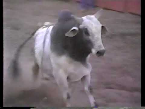Super bull NFR 1988 BULLRIDING