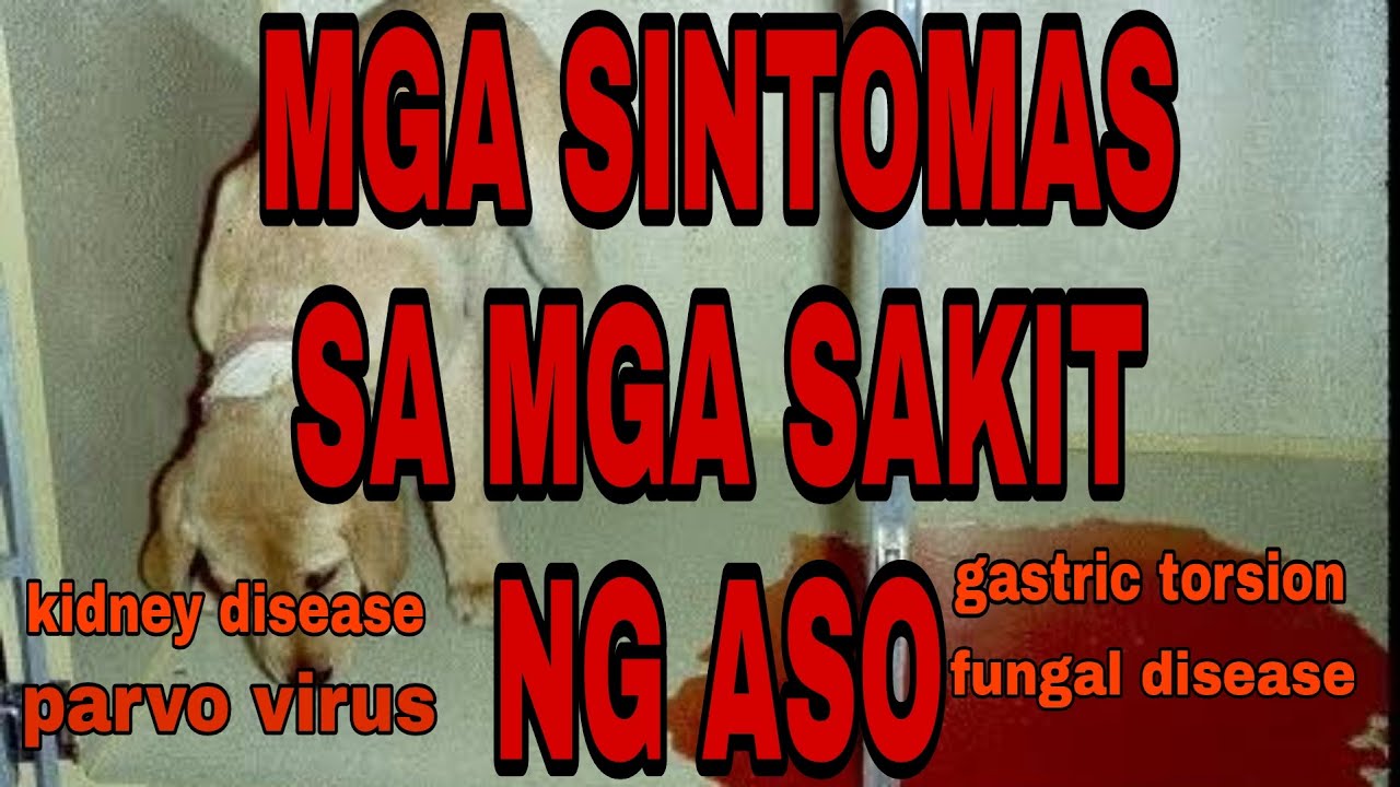 Putar video MGA SINTOMAS SA MGA SAKIT NG ASO. ANO ANO ANG SAKIT NG ASO GUSTO MO BA MALAMAN !!! # PARVO VIRUS sekarang MGA SINTOMAS SA MGA SAKIT NG ASO. ANO ANO ANG SAKIT NG ASO GUSTO MO BA MALAMAN !!! # PARVO VIRUS