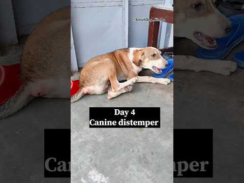 canine distemper disease | cd virus | #caninedistemper #cdv #youtubeshorts