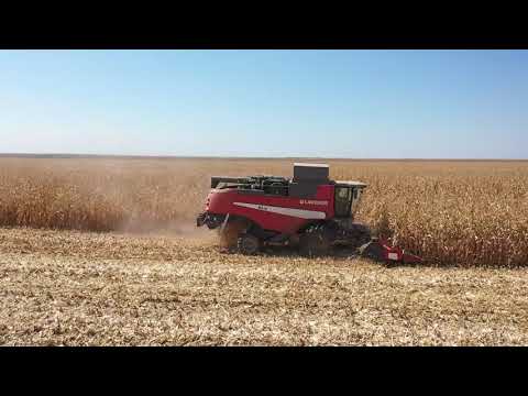 Ziua Porumbului Orezu 2021 - Recoltare