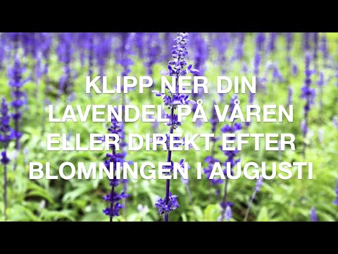 Såhär klipper du ner lavendel på våren