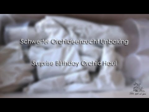 Schwerter Orchideenzucht // Surprise Birthday Orchid Haul (Subtitles/Legendas Eng/Pt)