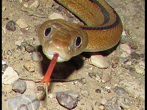 YouTube Video AN3Yg8boBAI