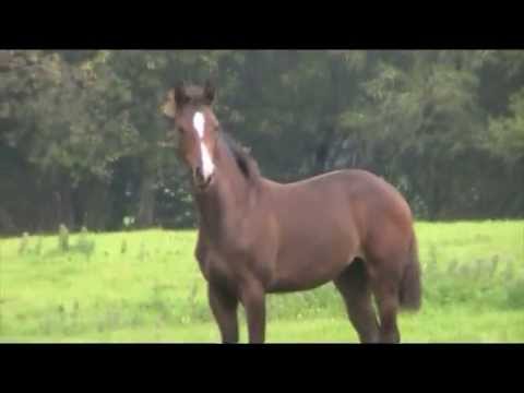 Casall x Cassini 1 x carpaccio