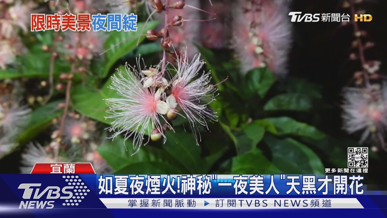 如夏夜煙火！　神秘「一夜美人」天黑才開花