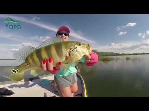 Bela Pesca com Tucunarés Azuis na isca Top Stick!!!