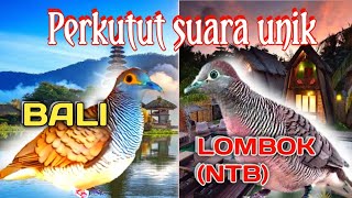 Download lagu adu suara Perkutut Bali dan Lombok, mana yang enak di dengar? mp3
