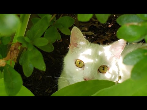 Cat massage is real!