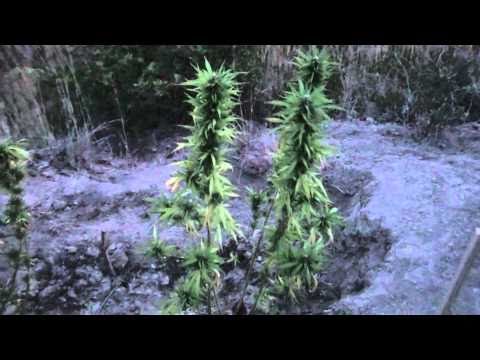 The 3 Sisters!! Master Kush (Nirvana) but now it on 1 and half Flowering