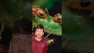 Download lagu Not all trees are “friendly” #acacia #ants mp3 Download lagu Not all trees are “friendly” #acacia #ants mp3