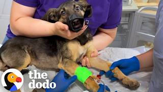 Hurt Puppy Too Scared To Be Touched Finally Asks For Pets | The Dodo