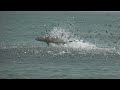 Myrtle Beach Shark Jump