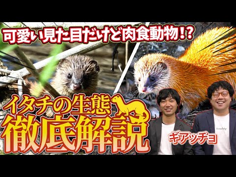 チャイナレイク海軍航空兵器基地におけるアメリカ海軍A-4スカイホークによるAGM-45の試験射撃