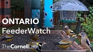 Live Boreal Birds at the Ontario FeederWatch Cam