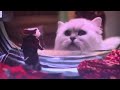 Stuart Little 1999 Laundry Scene George And Stuart Had Brush Their Teeth Stuart Stucks The Washing
